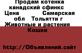 Продам котенка канадский сфинкс. › Цена ­ 2 000 - Самарская обл., Тольятти г. Животные и растения » Кошки   